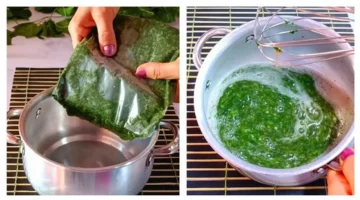 طريقة تحضير الملوخية المجمدة بلمسة سريعة تحافظ على نكهتها وجودتها